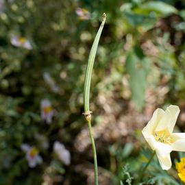   Fruit:   Eschscholzia californica ; Photo by P. Langlois, USDA APHIS PPQ ITP, imageID.idtools.org
